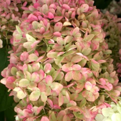 'Limelight' Panicle Hydrangea 12 'Limelight' Panicle Hydrangea -Garden Plants Store HydrangeapaniculataLimelightIMG 0153 800x800 c7764e5