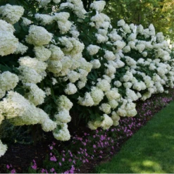 'Limelight' Panicle Hydrangea 13 'Limelight' Panicle Hydrangea -Garden Plants Store HydrangeapaniculataLimelightP1000352 800x800 fd496c0