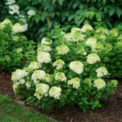 Little Lime Punch® Panicle Hydrangea 11 Little Lime Punch® Panicle Hydrangea -Garden Plants Store HydrangeapaniculataLittleLimePunchDSC04605 800x800 dcc922b