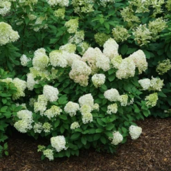 Little Lime Punch® Panicle Hydrangea 10 Little Lime Punch® Panicle Hydrangea -Garden Plants Store HydrangeapaniculataLittleLimePunchDSC08373 800x800 121f548