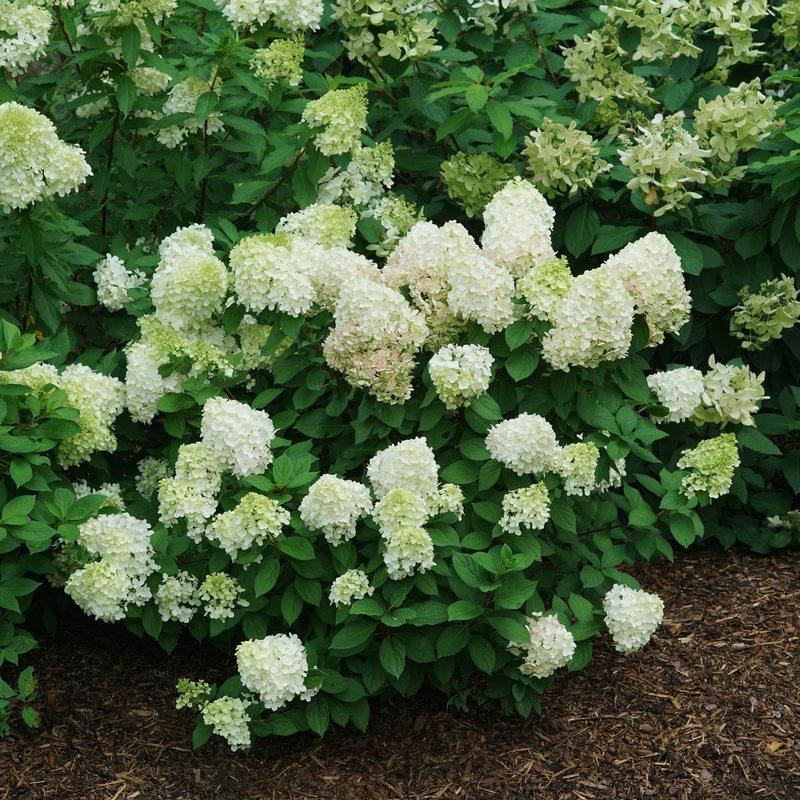 Little Lime Punch® Panicle Hydrangea 5 Little Lime Punch® Panicle Hydrangea - Image 3