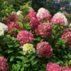 Little Lime Punch® Panicle Hydrangea -Garden Plants Store HydrangeapaniculataLittleLimePunchIMG 0934 800x800 340ac77