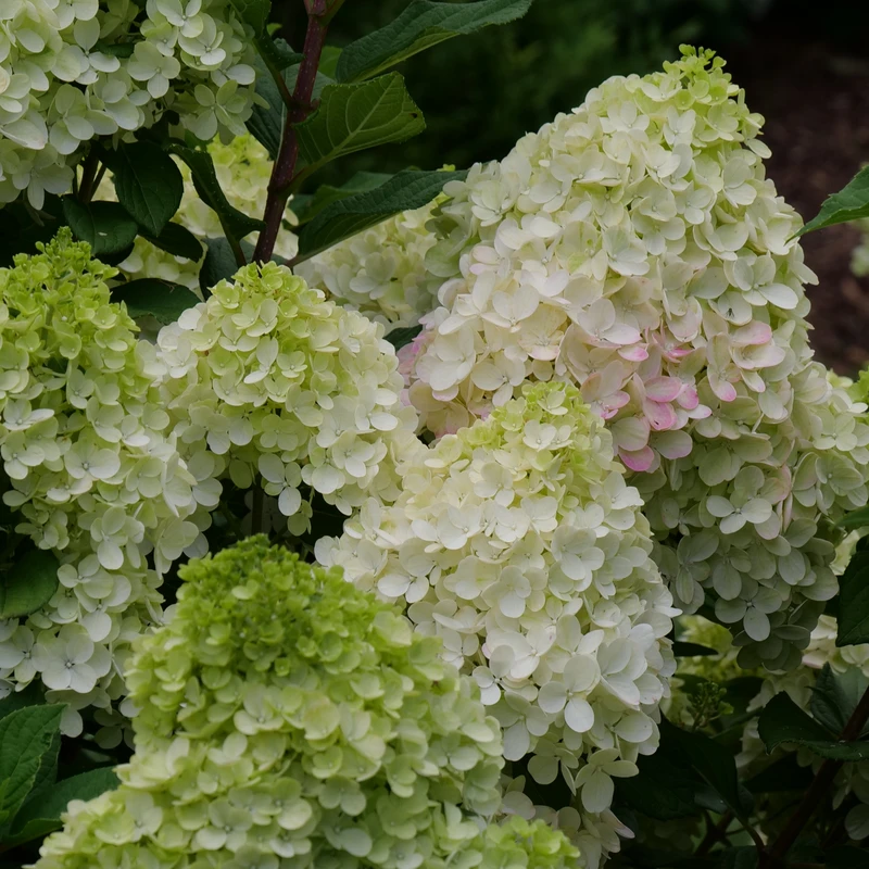 Little Lime Punch® Panicle Hydrangea 4 Little Lime Punch® Panicle Hydrangea - Image 2
