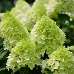 Little Lime Punch® Panicle Hydrangea 13 Little Lime Punch® Panicle Hydrangea -Garden Plants Store HydrangeapaniculataLittleLimePunchP1238221 800x800 7a22f7c