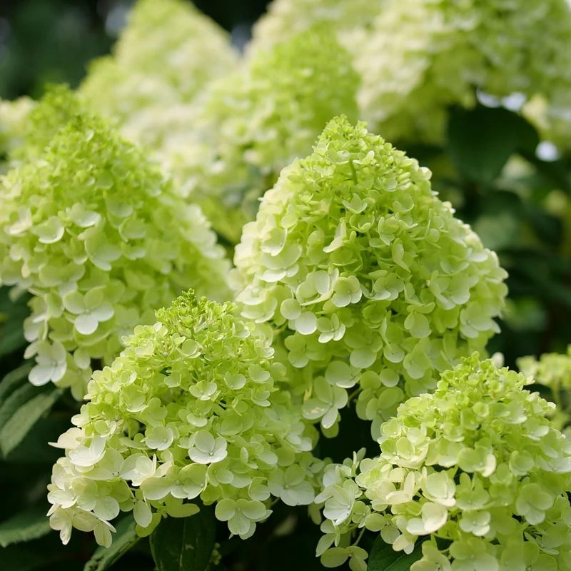 Little Lime Punch® Panicle Hydrangea 8 Little Lime Punch® Panicle Hydrangea - Image 6