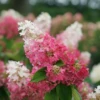 Pinky Winky Prime™ Panicle Hydrangea