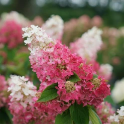 Pinky Winky Prime™ Panicle Hydrangea