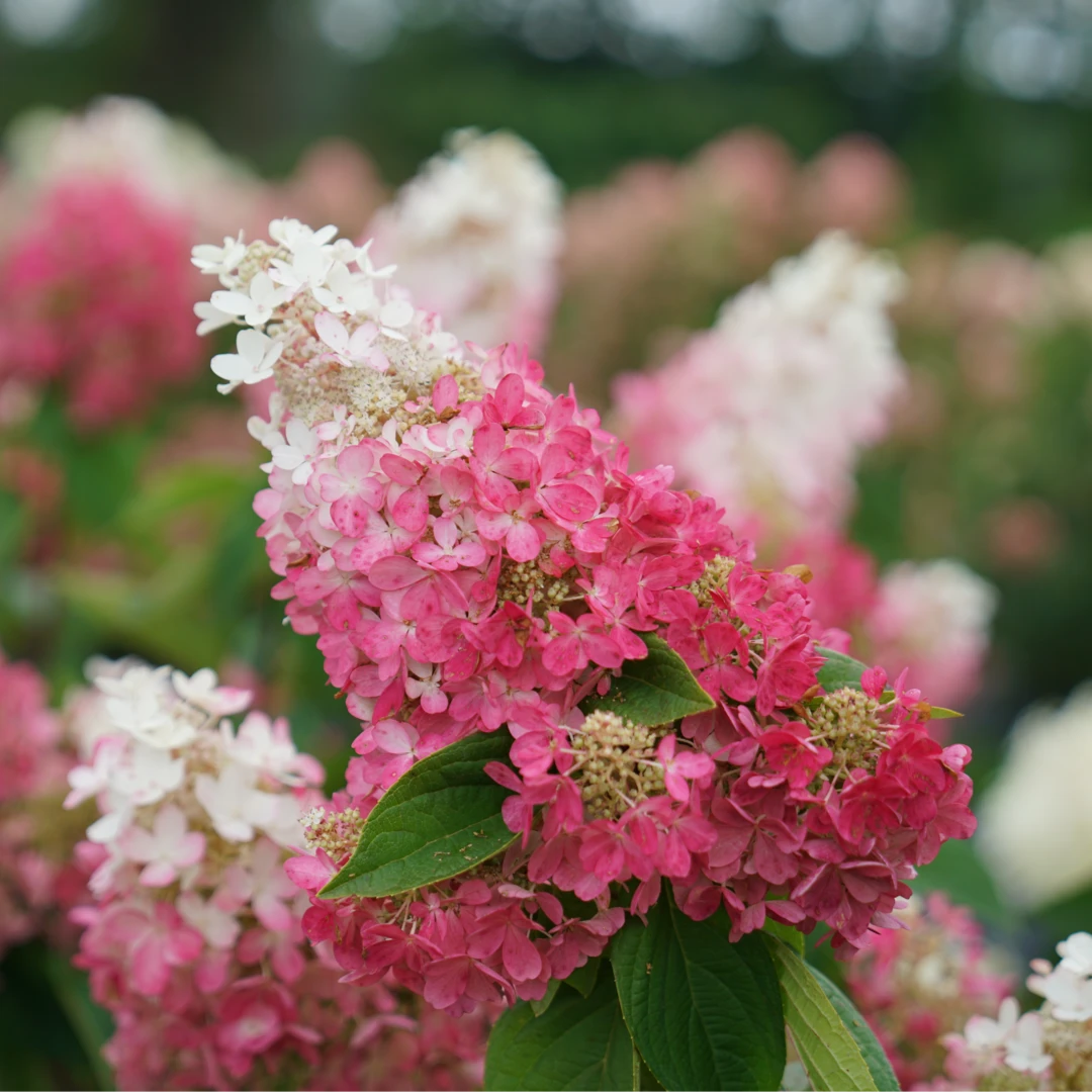 Pinky Winky Prime™ Panicle Hydrangea 3 Pinky Winky Prime™ Panicle Hydrangea