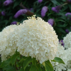 Puffer Fish® Panicle Hydrangea 8 Puffer Fish® Panicle Hydrangea -Garden Plants Store HydrangeapaniculataPufferFishDSC08017 1080x1080 c781cac