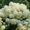 Puffer Fish® Panicle Hydrangea 2 Puffer Fish® Panicle Hydrangea -Garden Plants Store HydrangeapaniculataPufferFishDSC08321 1080x1080 49a45f3