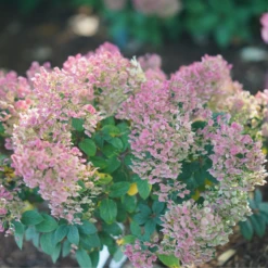 Tiny Quick Fire™ Panicle Hydrangea -Garden Plants Store HydrangeapaniculataTinyQuickFireDSC05449 800x800 b7c6b14