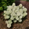 Tiny Quick Fire™ Panicle Hydrangea 2 Tiny Quick Fire™ Panicle Hydrangea -Garden Plants Store HydrangeapaniculataTinyQuickFireP1072484 800x800 b9f5e8a