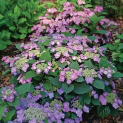 Tuff Stuff Top Fun™ Mountain Hydrangea -Garden Plants Store HydrangeaserrataTuffStuffTopFunP1195775 1080x1080 3177454