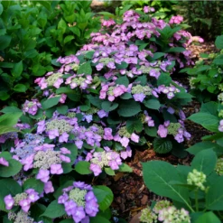 Tuff Stuff Top Fun™ Mountain Hydrangea -Garden Plants Store HydrangeaserrataTuffStuffTopFunP1195777 1080x1080 99624e0
