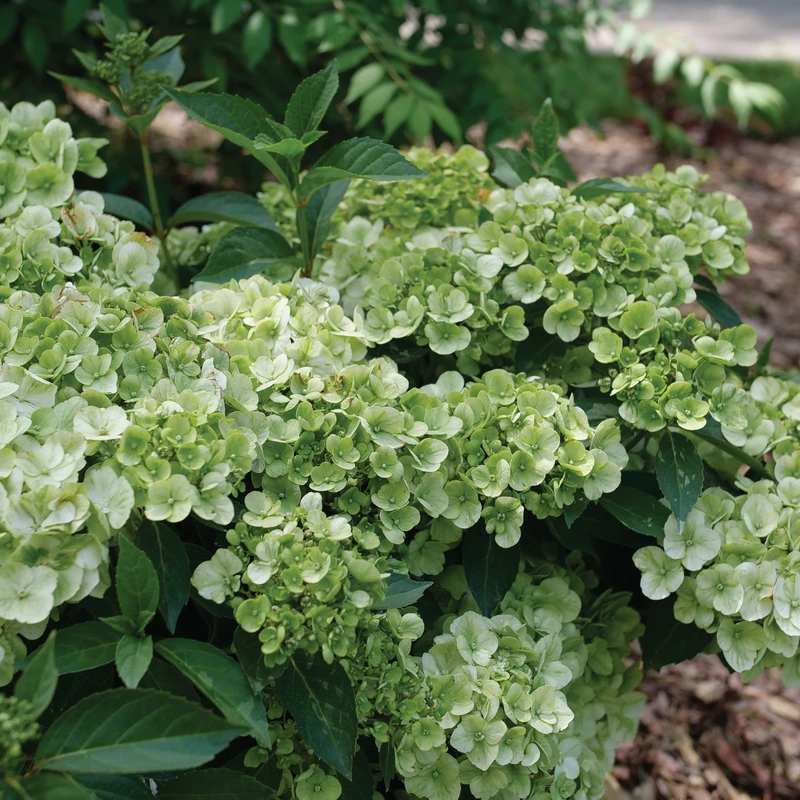 Fairytrail™ Green Cascade Hydrangea 3 Fairytrail™ Green Cascade Hydrangea