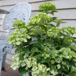 Fairytrail™ Green Cascade Hydrangea 8 Fairytrail™ Green Cascade Hydrangea -Garden Plants Store HydrangeaxFairytrailGreenP1214788 800x800 e9953bd