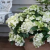 Fairytrail⢠White Cascade Hydrangea 1 Fairytrail⢠White Cascade Hydrangea -Garden Plants Store HydrangeaxFairytrailWhiteP1214747 800x800 a0467fa