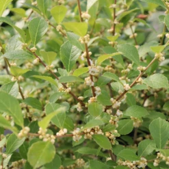 Mr. Poppins® Winterberry Holly 9 Mr. Poppins® Winterberry Holly -Garden Plants Store IMG 1156 800x800 54e6b23