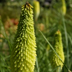 'Ice Queen' Red Hot Poker (Kniphofia) 8 'Ice Queen' Red Hot Poker (Kniphofia) -Garden Plants Store Ice Queen Red Hot Poker Kniphofia