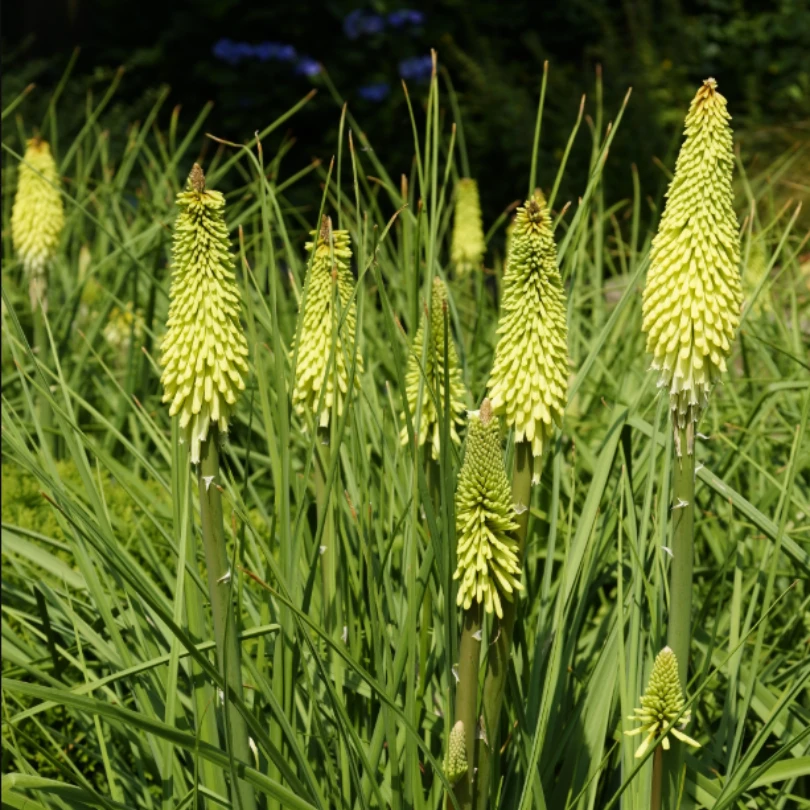 'Ice Queen' Red Hot Poker (Kniphofia) 4 'Ice Queen' Red Hot Poker (Kniphofia) - Image 2