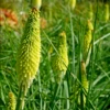 'Ice Queen' Red Hot Poker (Kniphofia) -Garden Plants Store Ice Queen Red Hot Poker Kniphofia 2