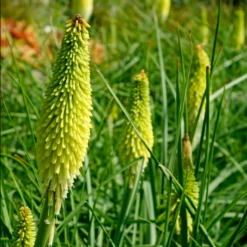 'Ice Queen' Red Hot Poker (Kniphofia)