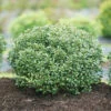Strongbox® Inkberry Holly -Garden Plants Store Ilex glabra Strongbox 1 P