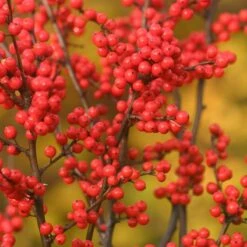 Berry Heavy® Winterberry Holly 10 Berry Heavy® Winterberry Holly -Garden Plants Store Ilex verticillata Berry Heavy 1 P 38bd9223 c466 47f9 b4bf f6bad7e55853 sw