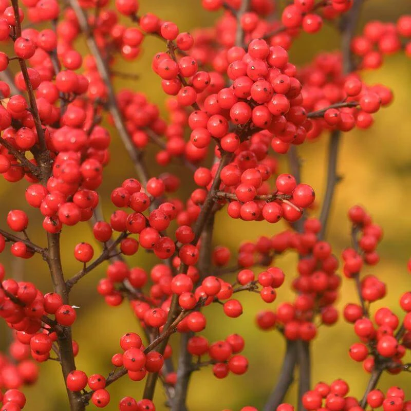 Berry Heavy® Winterberry Holly 6 Berry Heavy® Winterberry Holly - Image 4