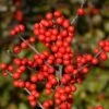Berry Heavy® Winterberry Holly 2 Berry Heavy® Winterberry Holly -Garden Plants Store Ilex verticillata Berry Heavy 2 P 7919e321 bab1 4a63 afbd 02e767a5a607 sw