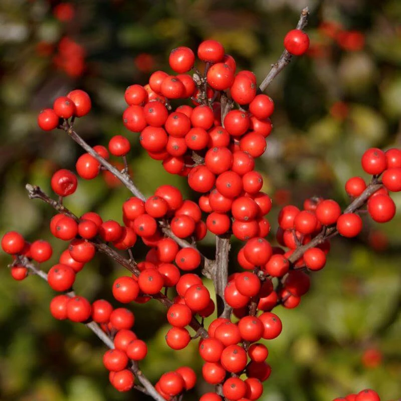 Berry Heavy® Winterberry Holly 3 Berry Heavy® Winterberry Holly