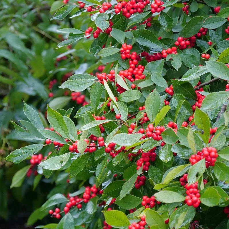 Berry Heavy® Winterberry Holly 4 Berry Heavy® Winterberry Holly - Image 2