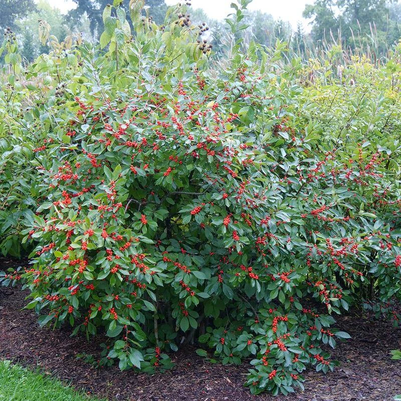 Berry Heavy® Winterberry Holly 5 Berry Heavy® Winterberry Holly - Image 3