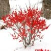 Berry Poppins® Winterberry Holly -Garden Plants Store Ilex verticillata Berry Poppins 1 P 7b50765b 61e8 40b2 8924 7a5d49efafca sw