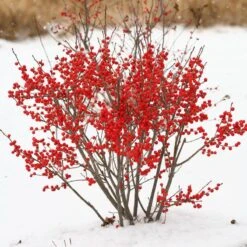Berry Poppins® Winterberry Holly -Garden Plants Store Ilex verticillata Berry Poppins 2 P 9f12aa00 873a 458b ac28 b0c67e7fe889 sw