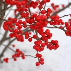 Berry Poppins® Winterberry Holly -Garden Plants Store Ilex verticillata Berry Poppins 3 P a9cfa142 889b 4fc7 acde d5ef636bc260 sw