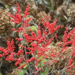 Berry Poppins® Winterberry Holly -Garden Plants Store Ilex verticillata Berry Poppins 5 P c6895b73 ad80 454e 8333 2fa23963c563 sw
