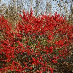 Berry Poppins® Winterberry Holly -Garden Plants Store Ilex verticillata Berry Poppins 6 P 4d74fbf5 874a 4d13 a2c0 0081f811afff sw