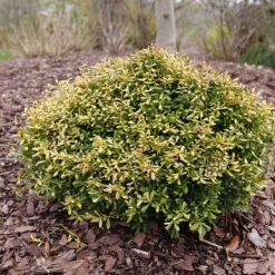 Glow Pop™ Japanese Holly 9 Glow Pop™ Japanese Holly -Garden Plants Store Ilex crenata Glow Pop P1202479