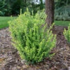 Glow Pop™ Japanese Holly -Garden Plants Store Ilex crenata Glow Pop P1239282