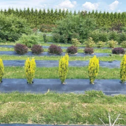 Glow Stick™ Japanese Holly 8 Glow Stick™ Japanese Holly -Garden Plants Store Ilex crenata Glow Stick IMG 1552 4032x3024 3c3502c