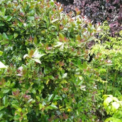 Castle Rouge™ Blue Holly 9 Castle Rouge™ Blue Holly -Garden Plants Store Ilex x meserveae Castle Rouge 54