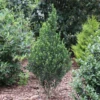 Hedge Box™ Japanese Holly (Ilex)