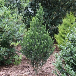 Hedge Boxâ„¢ Japanese Holly (Ilex)