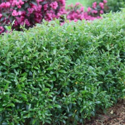 Gem Box® Inkberry Holly 9 Gem Box® Inkberry Holly -Garden Plants Store IlexglabraGemBoxIMG 1642 800x800 5de1921