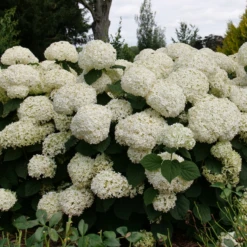Incrediball Storm Proof™ Smooth Hydrangea