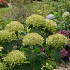 Incrediball Storm Proof™ Smooth Hydrangea 10 Incrediball Storm Proof™ Smooth Hydrangea -Garden Plants Store IncrediballStormProof SmoothHydrangea 3