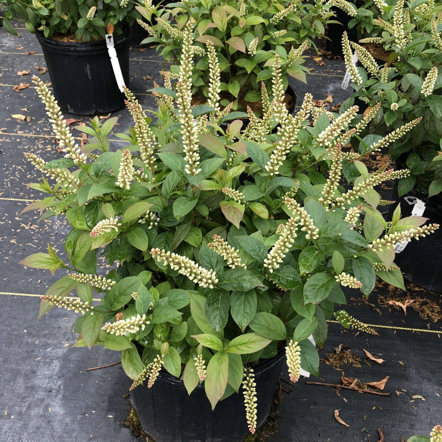 Fizzy Mizzy™ Sweetspire 4 Fizzy Mizzy™ Sweetspire - Image 2