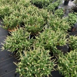 Fizzy Mizzy™ Sweetspire 8 Fizzy Mizzy™ Sweetspire -Garden Plants Store IteaFizzyMizzyIMG 0223 sw