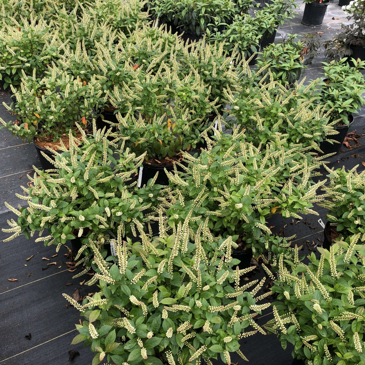 Fizzy Mizzy™ Sweetspire 5 Fizzy Mizzy™ Sweetspire - Image 3